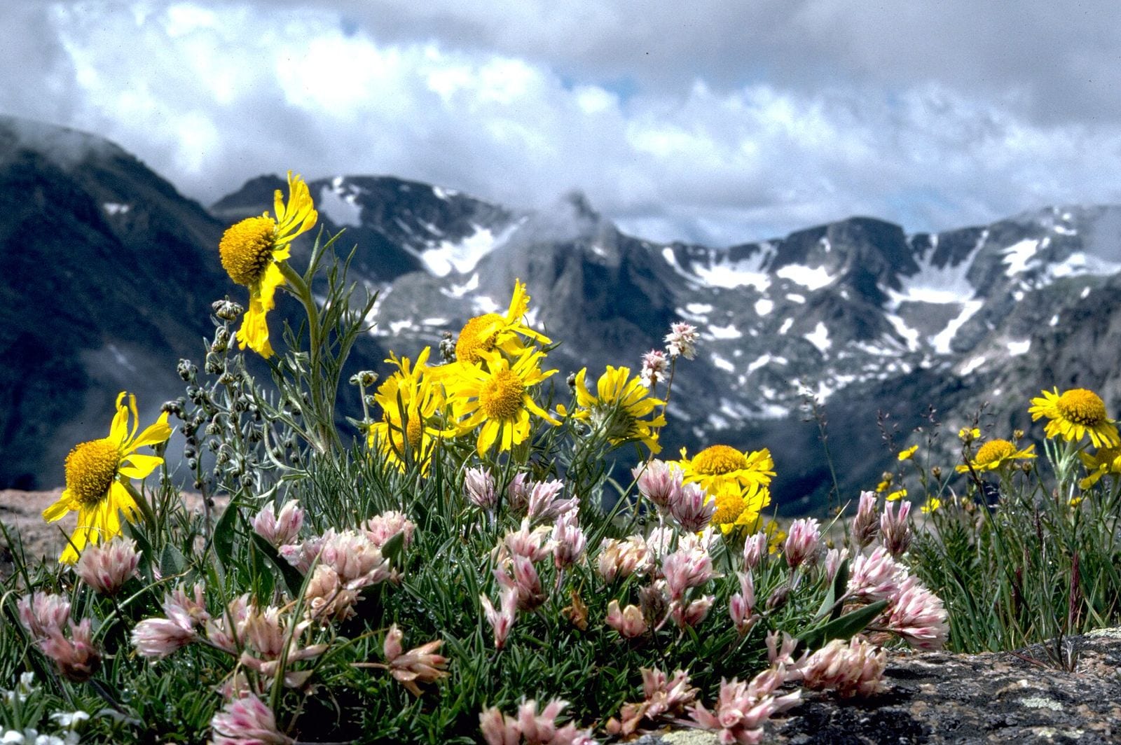 Wildflower meadow in Breckenridge